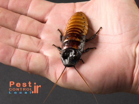 Photo of various type of Instructions to Control pest At Home Using Natural Methods 1/2 by miller bahama