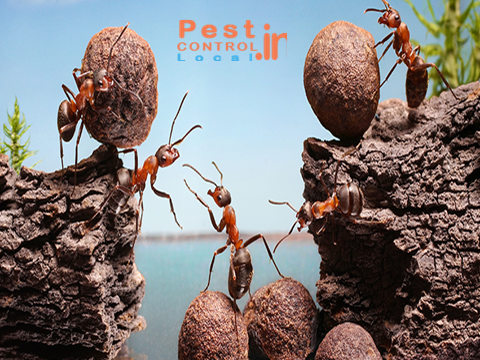 Photo of various type of Instructions to Control pest At Home Using Natural Methods 2/2 by miller bahama