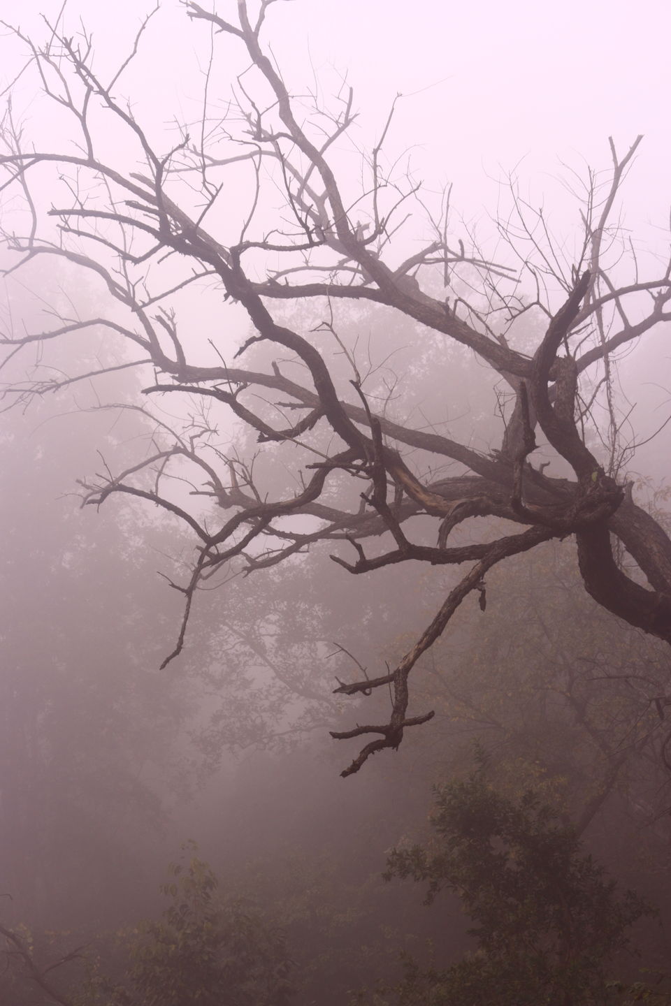 Photo of Ramnagar, Uttarakhand, India by Rakshanda Kadam