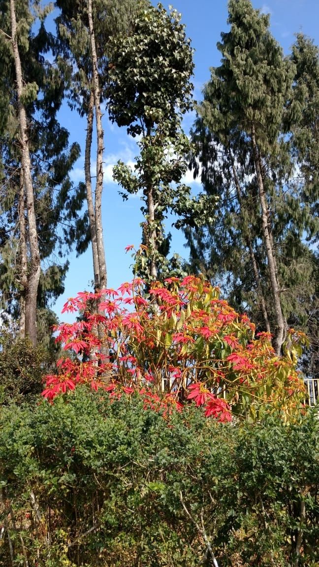 Photo of Deolo, Kalimpong, West Bengal, India by Poulami Das