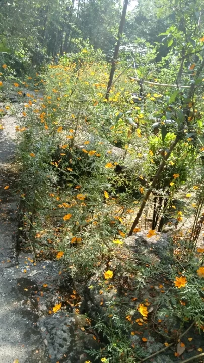 Photo of Mawlynnong by Chetna Khetawat (The Vagabond Dreamer)