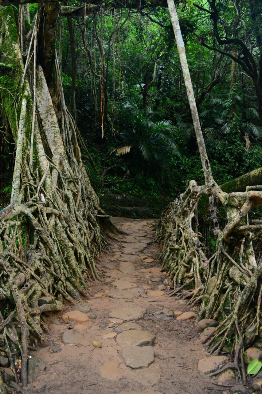 Photo of Meghalaya: A date with your own soul! 18/43 by Chetna Khetawat (The Vagabond Dreamer)