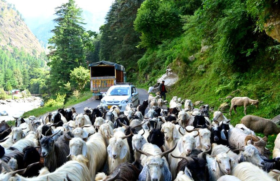 Photo of Tripping in the magic of Parvati Valley! by Chetna Khetawat (The Vagabond Dreamer)