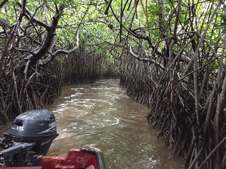 Photo of Pichavaram, Tamil Nadu, India by Chetna Khetawat (The Vagabond Dreamer)