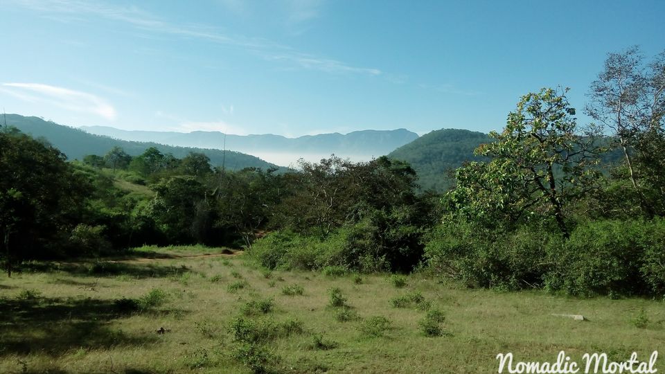 Photo of Starlit New Year’s Eve in Bandipur! 2/16 by Shwetha
