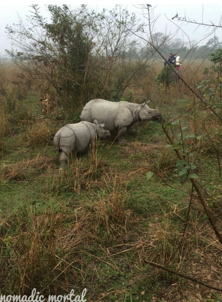 Photo of A little gem called Kaziranga! 1/17 by Shwetha