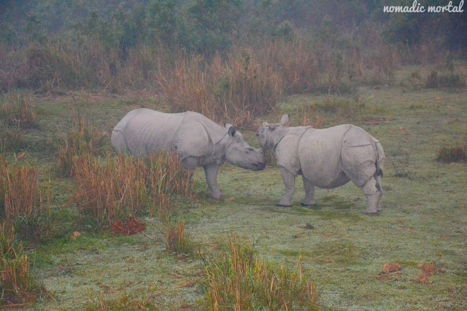 Photo of A little gem called Kaziranga! 2/17 by Shwetha