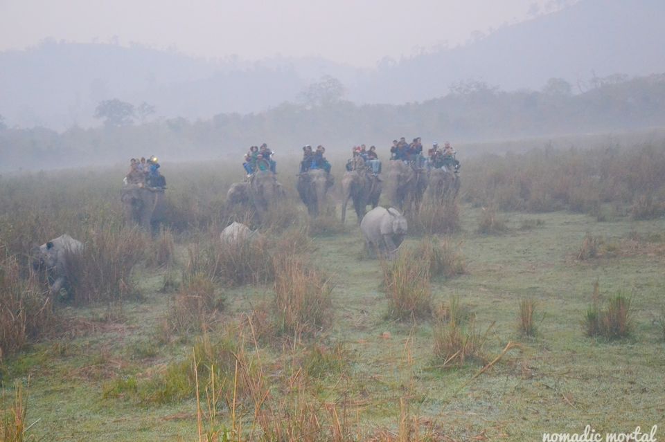 Photo of A little gem called Kaziranga! 3/17 by Shwetha