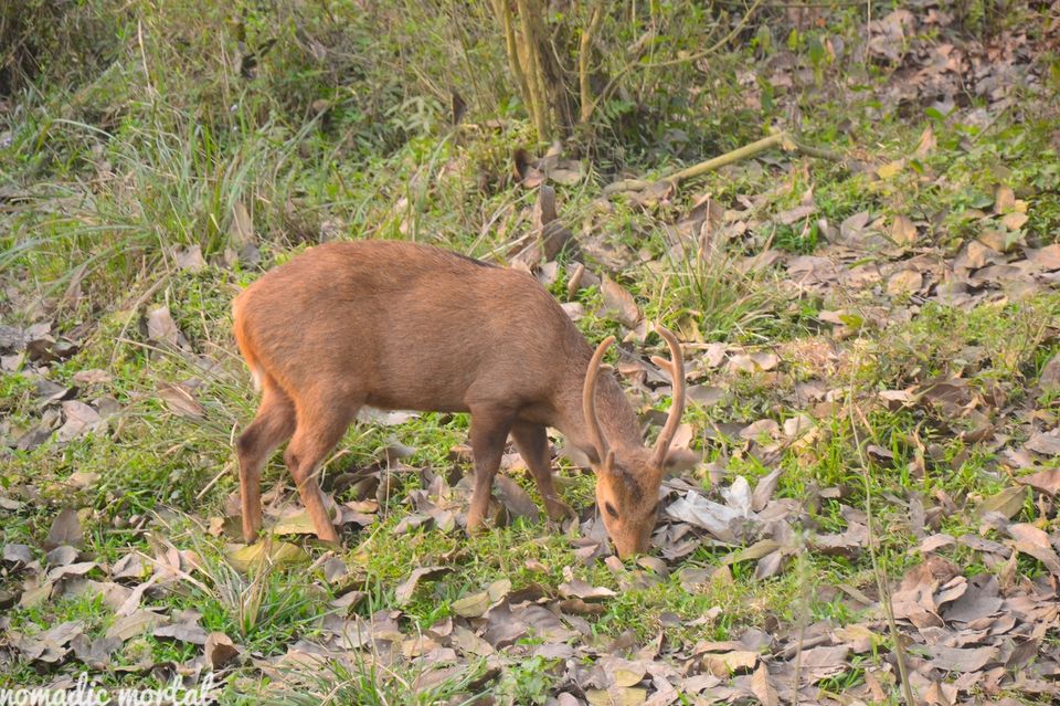 Photo of A little gem called Kaziranga! 5/17 by Shwetha