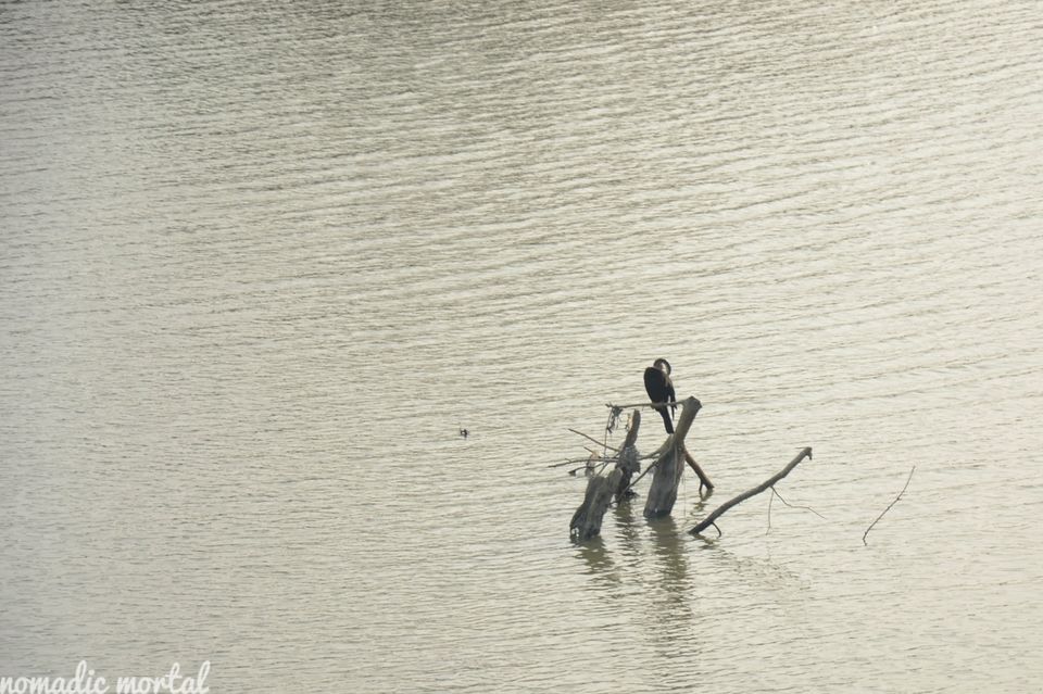 Photo of A little gem called Kaziranga! 6/17 by Shwetha