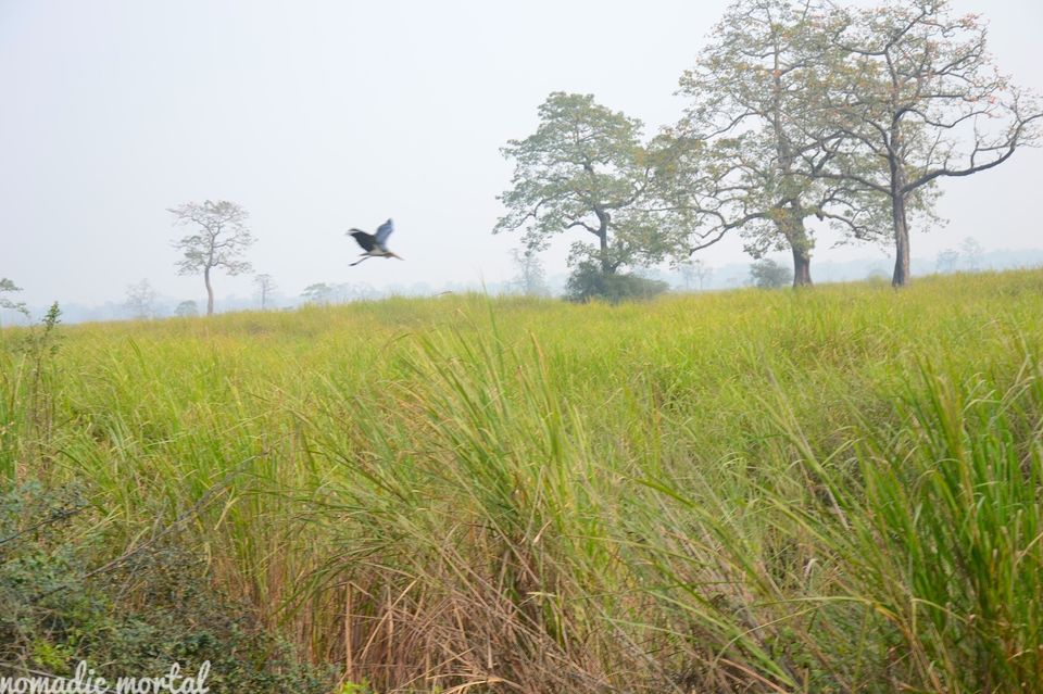 Photo of A little gem called Kaziranga! 7/17 by Shwetha