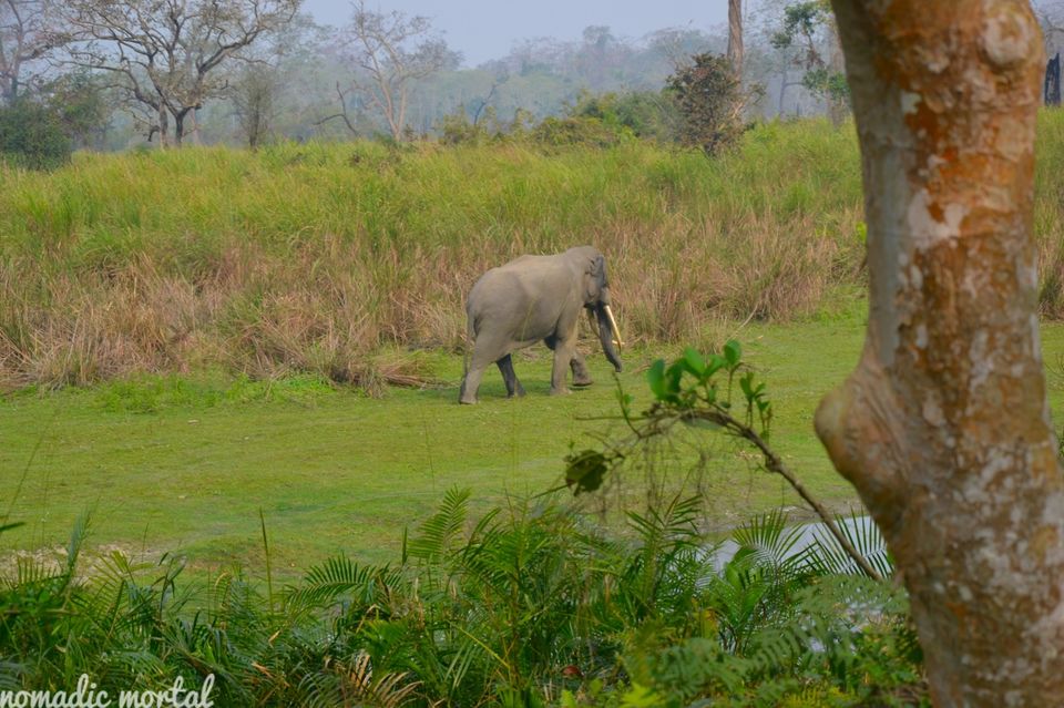Photo of A little gem called Kaziranga! 8/17 by Shwetha