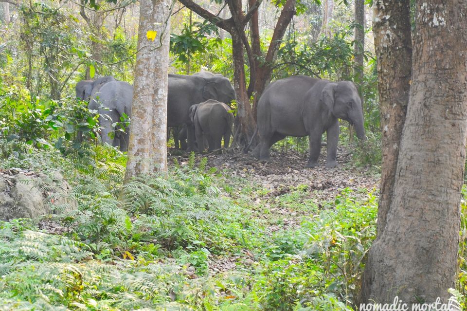 Photo of A little gem called Kaziranga! 9/17 by Shwetha
