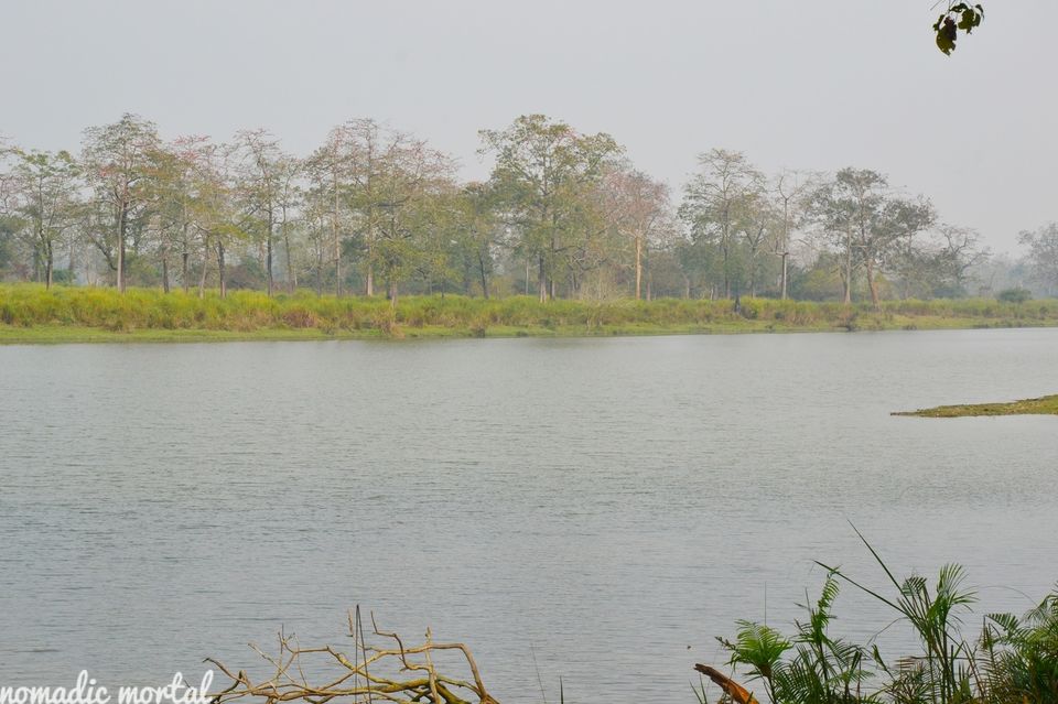 Photo of A little gem called Kaziranga! 10/17 by Shwetha