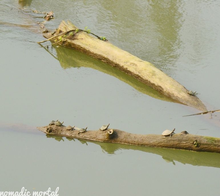 Photo of A little gem called Kaziranga! 11/17 by Shwetha