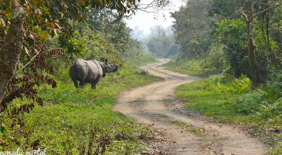 Photo of A little gem called Kaziranga! 13/17 by Shwetha