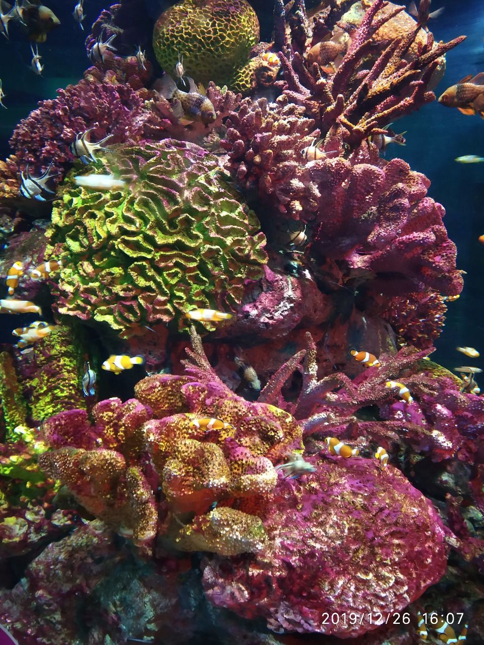 Photo of SEA LIFE Bangkok Ocean World, Rama I Road, Pathum Wan, Pathum Wan District, Bangkok, Thailand by Wanderlust Travelers Love to explore