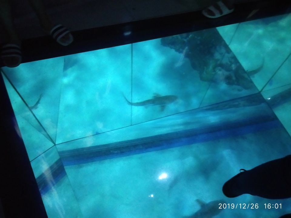 Photo of SEA LIFE Bangkok Ocean World, Rama I Road, Pathum Wan, Pathum Wan District, Bangkok, Thailand by Wanderlust Travelers Love to explore
