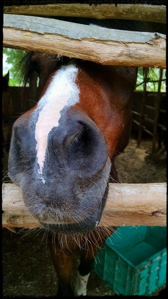 Photo of Red Earth Riding School by andrea.pinto92