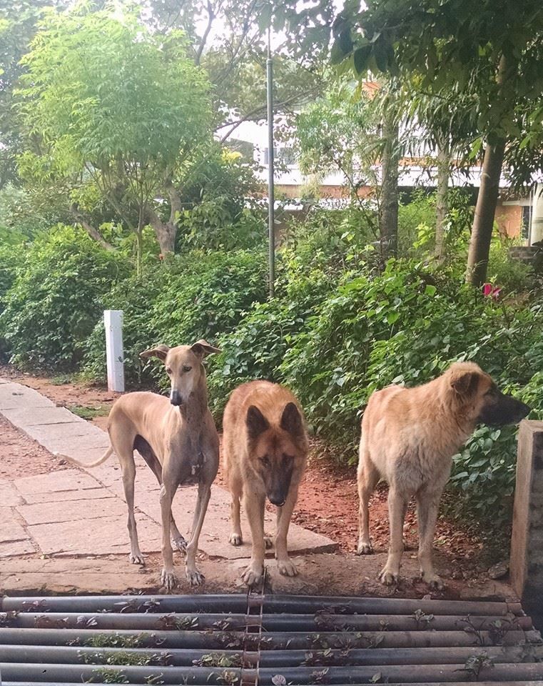 Photo of Solo tripping in Auroville 3/8 by andrea.pinto92