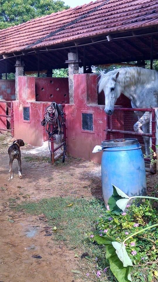 Photo of Solo tripping in Auroville 7/8 by andrea.pinto92