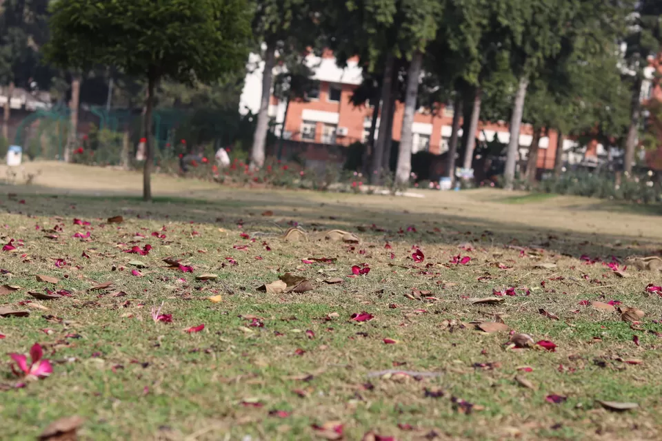 Photo of Rose Garden, Jan Marg, 16B, Sector 16, Chandigarh, India by Sushmita Bhattacharjee