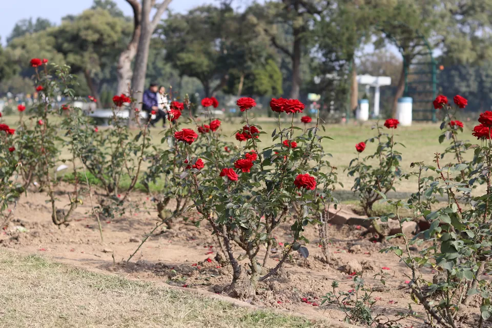 Photo of Rose Garden, Jan Marg, 16B, Sector 16, Chandigarh, India by Sushmita Bhattacharjee