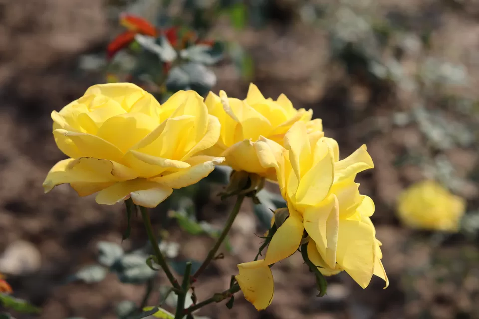 Photo of Rose Garden, Jan Marg, 16B, Sector 16, Chandigarh, India by Sushmita Bhattacharjee