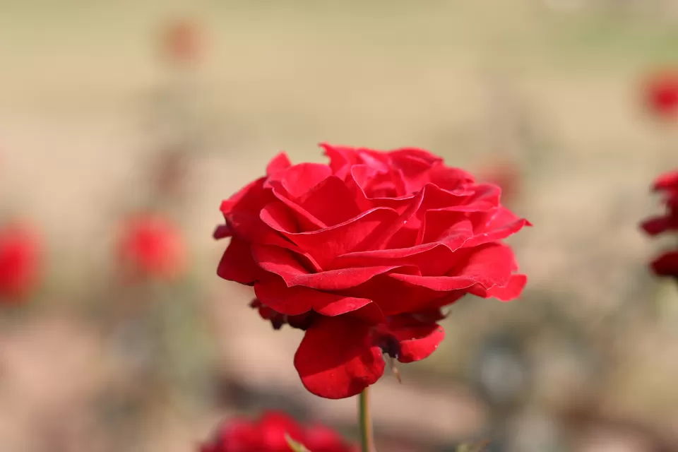 Photo of Rose Garden, Jan Marg, 16B, Sector 16, Chandigarh, India by Sushmita Bhattacharjee