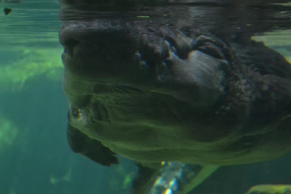 Photo of SEA LIFE Melbourne Aquarium, King Street, Melbourne VIC, Australia by My Travel Slate