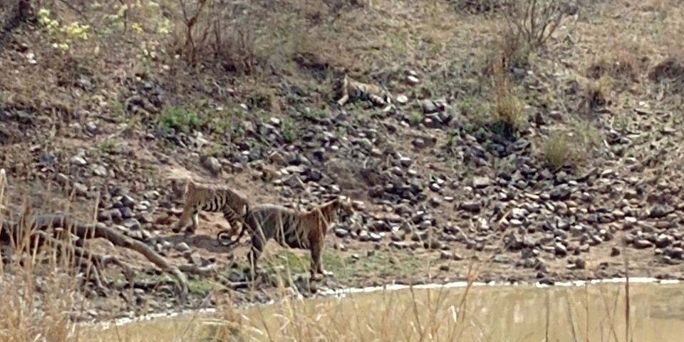 Photo of Jewel of Vidarbha - Tadoba - 3 days itinerary from Mumbai by Akshay Palkar