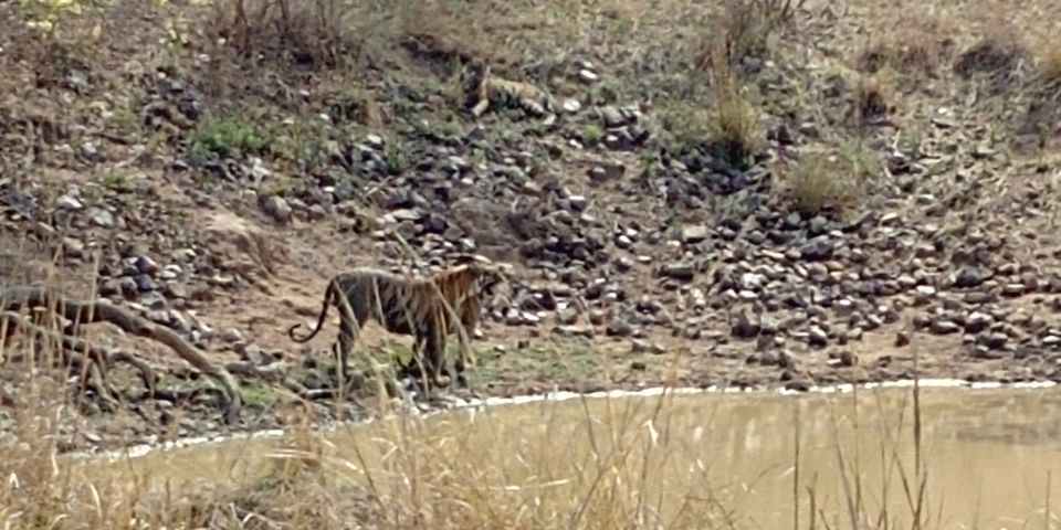 Photo of Jewel of Vidarbha - Tadoba - 3 days itinerary from Mumbai by Akshay Palkar