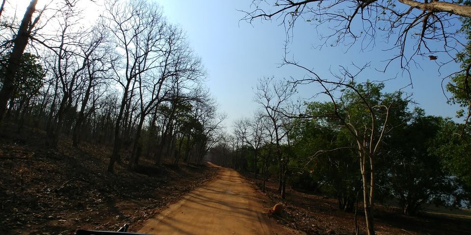 Photo of Jewel of Vidarbha - Tadoba - 3 days itinerary from Mumbai by Akshay Palkar