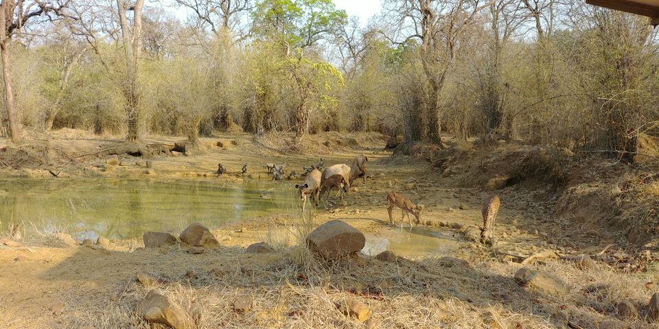 Photo of Jewel of Vidarbha - Tadoba - 3 days itinerary from Mumbai by Akshay Palkar
