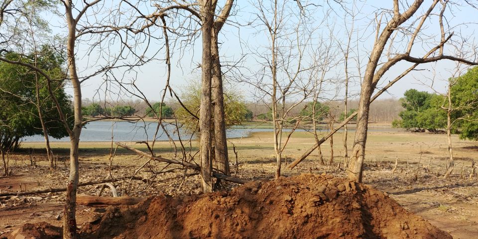 Photo of Jewel of Vidarbha - Tadoba - 3 days itinerary from Mumbai by Akshay Palkar