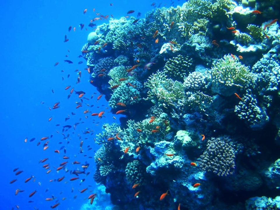 Photo of Sharm-El-Sheikh: A Rejuvenating Winter Break 1/6 by Bradley