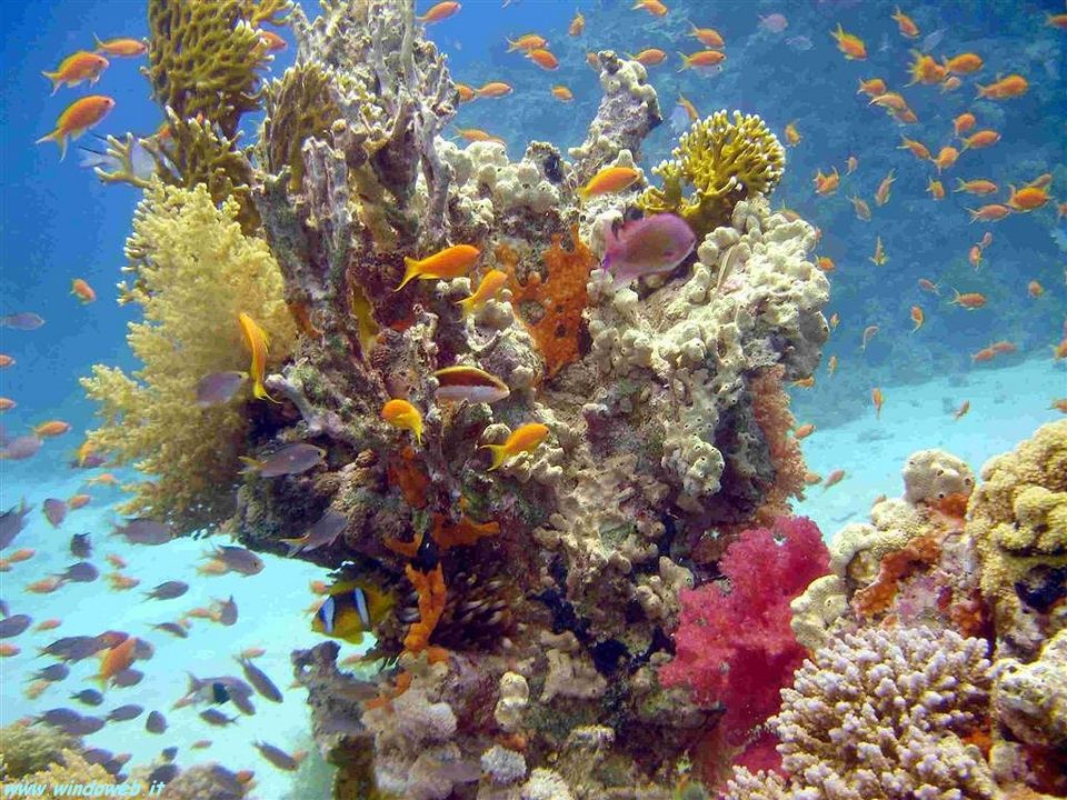 Photo of Sharm-El-Sheikh: A Rejuvenating Winter Break 3/6 by Bradley