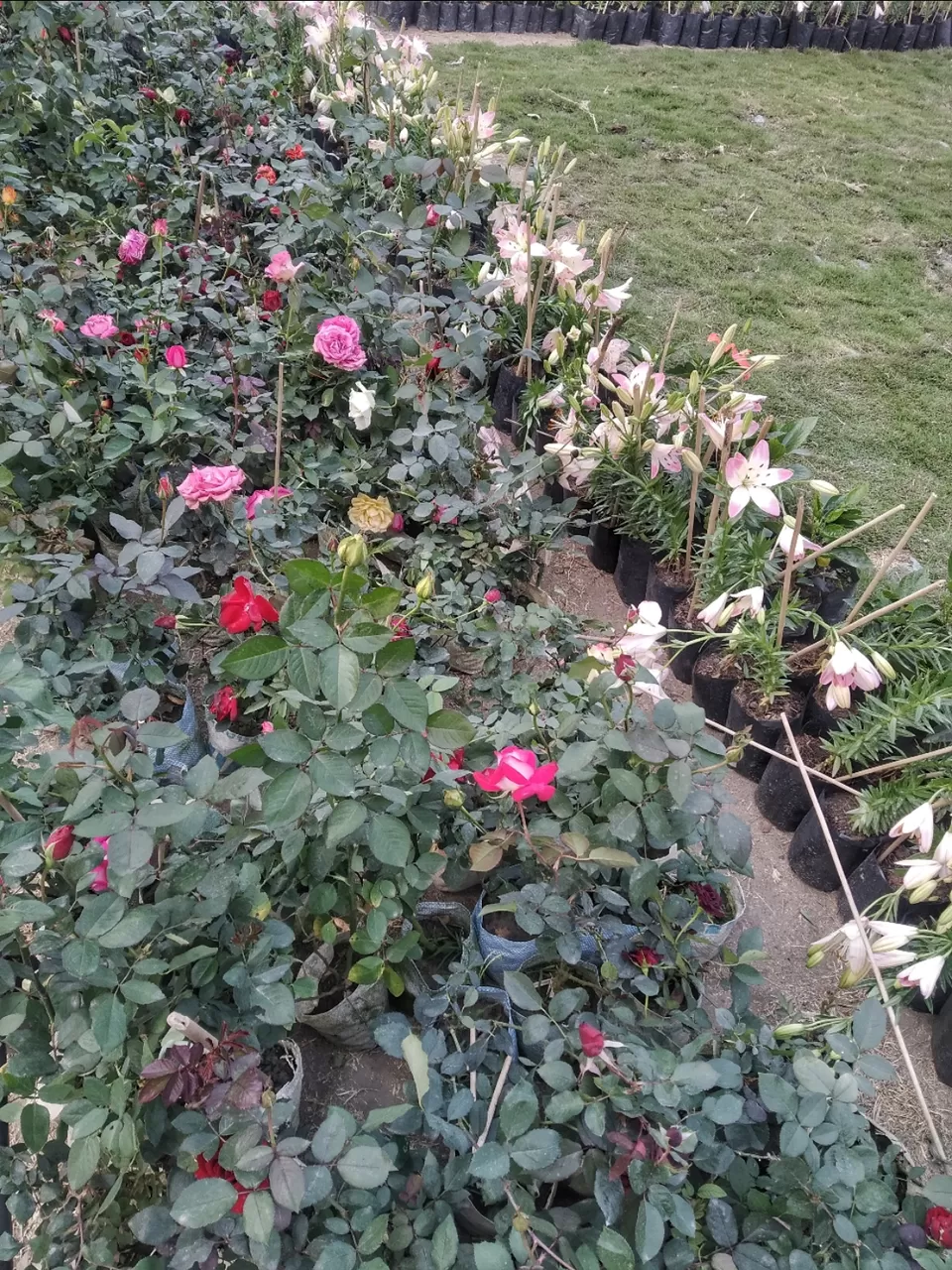 Photo of Kolkata by Abhirup Saha