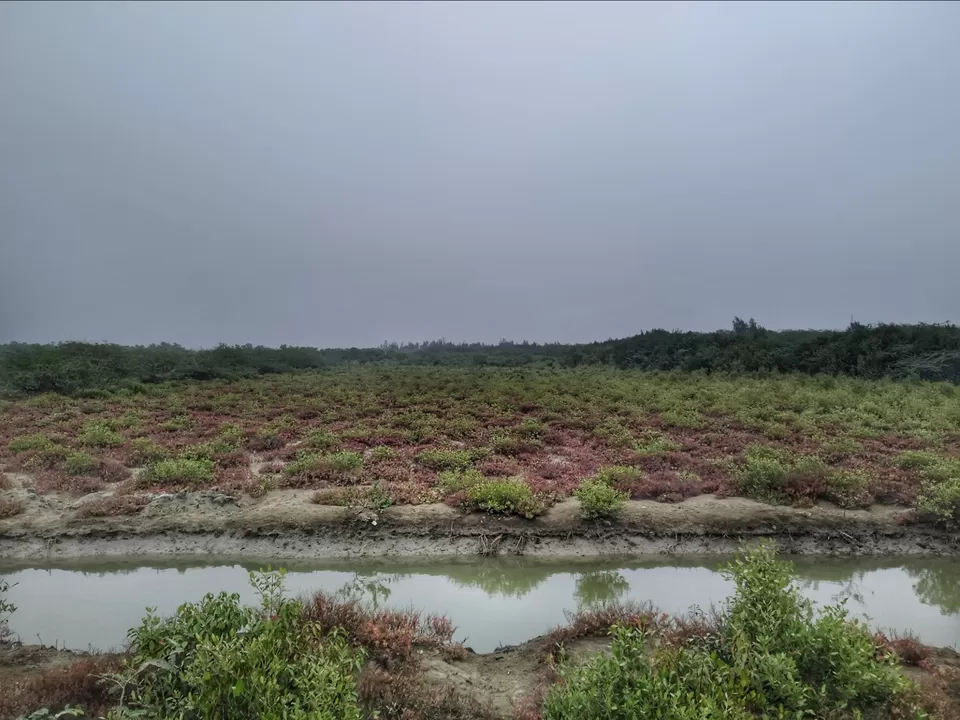 Photo of Bakkhali Fraserganj Henry Island #westbengal #incredibleindia #traveldiaries #beach #sea #mangrove by Abhirup Saha