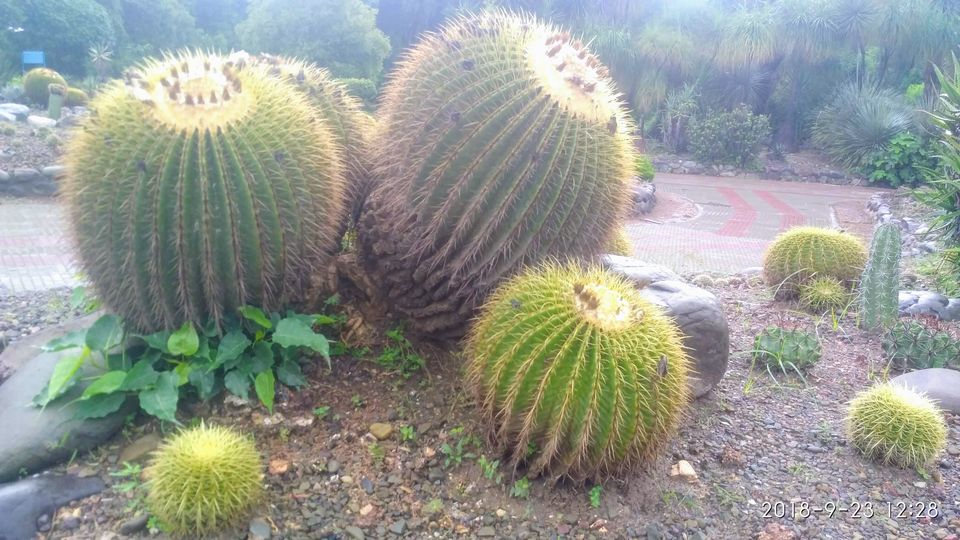 Photo of Cactus Garden, Budanpur, Panchkula, Haryana, India by Unknown Geeks