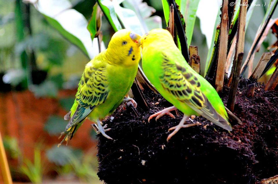 Photo of Exploring Langkawi, the jewel of Kedah in Malaysia 6/38 by Bobby
