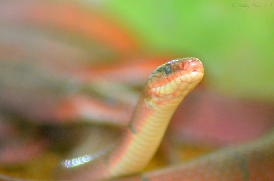 Photo of Visit to Cameron Highlands, Malaysia's most extensive Hillstation 4/31 by Bobby