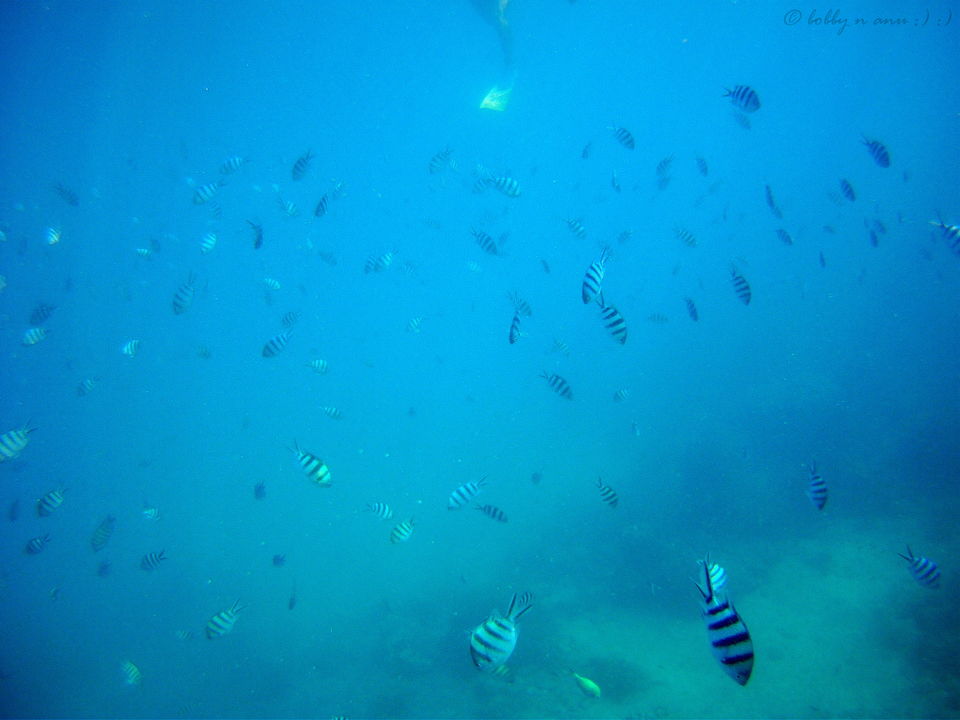 Photo of Snorkel at Perhentian Islands, A tropical Paradise in Malaysia 4/27 by Bobby