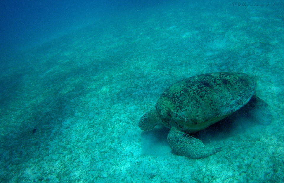 Photo of Snorkel at Perhentian Islands, A tropical Paradise in Malaysia 5/27 by Bobby