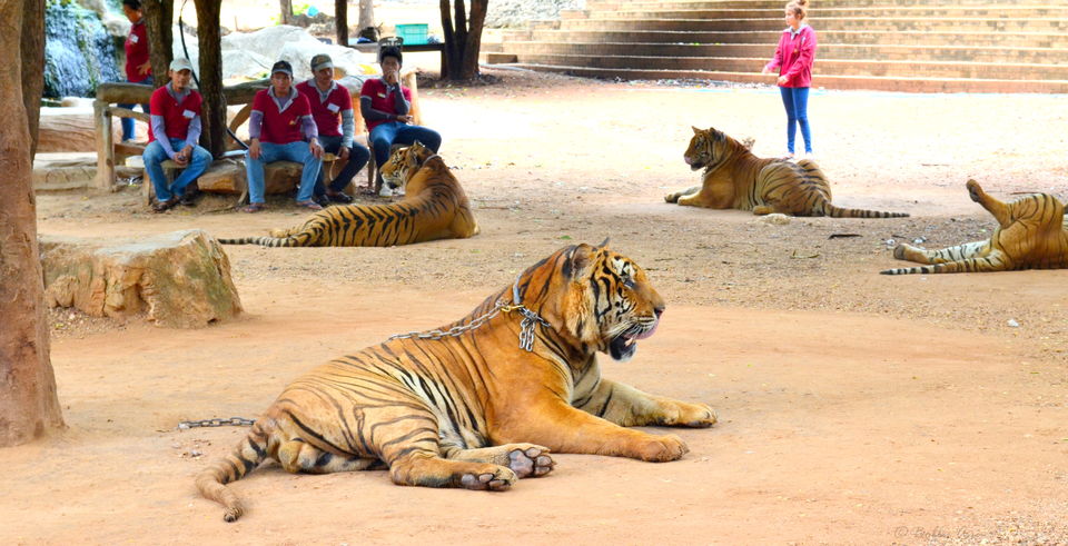 Photo of Weekend in Kanchanaburi, Sanctuary for wild animals 1/18 by Bobby