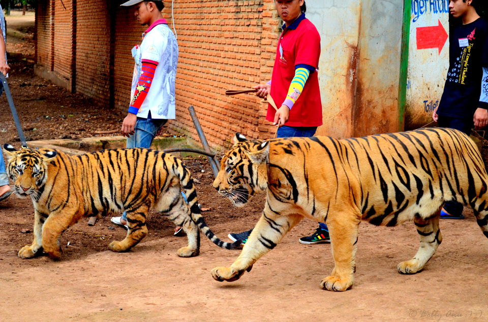 Photo of Weekend in Kanchanaburi, Sanctuary for wild animals 2/18 by Bobby