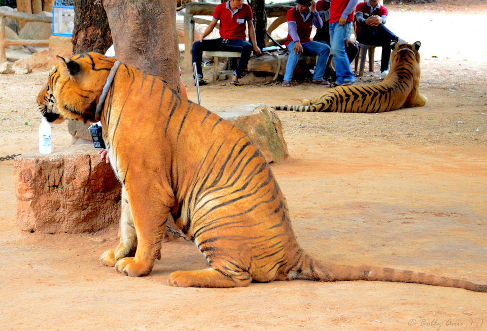 tiger tour bangkok