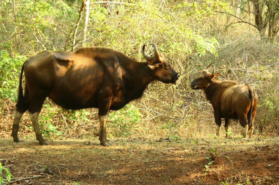 Photo of Chase the Sunset at Kabini, Karnataka #luxurygetaway 11/18 by Sushantika