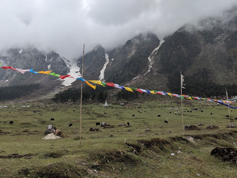 Photo of Yumthang Valley - Picture Story by Sushantika
