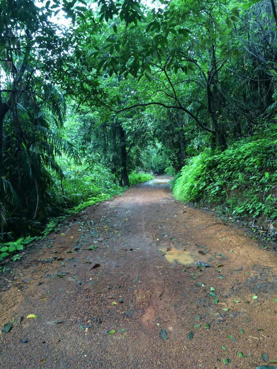 Photo of This monsoon trek is so good, it's now illegal: Dudhsagar Waterfalls 2/5 by Sushantika